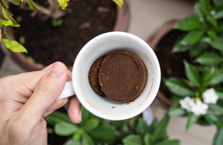 fondi di caffè per pulire il wc