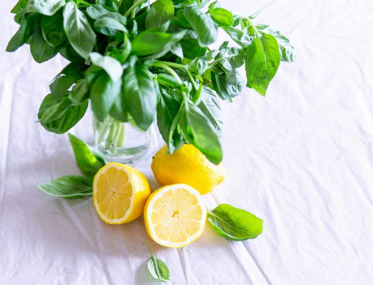 limoni aperti in frigo come mantenerli buoni a lungo