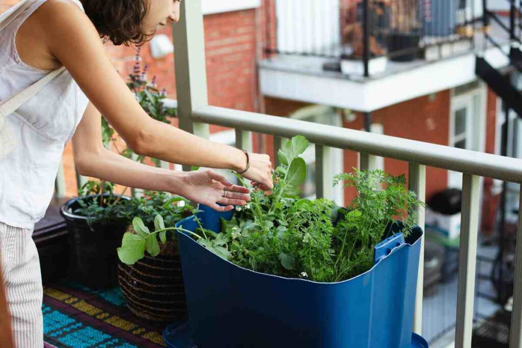 orto sul balcone come farlo in inverno